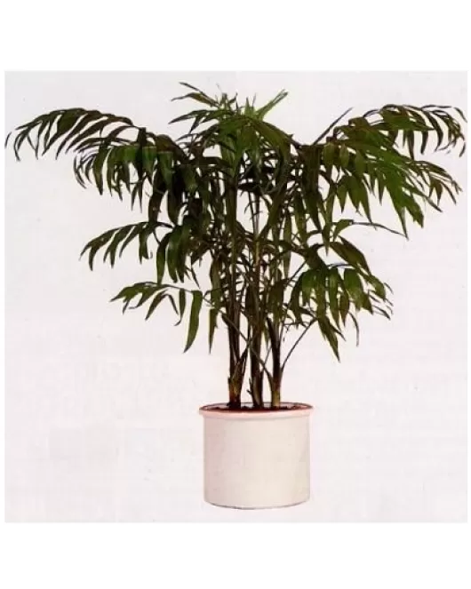 Branded House Plant