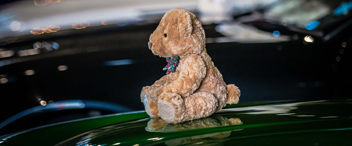 Sporting bear on a shiny car bonnet